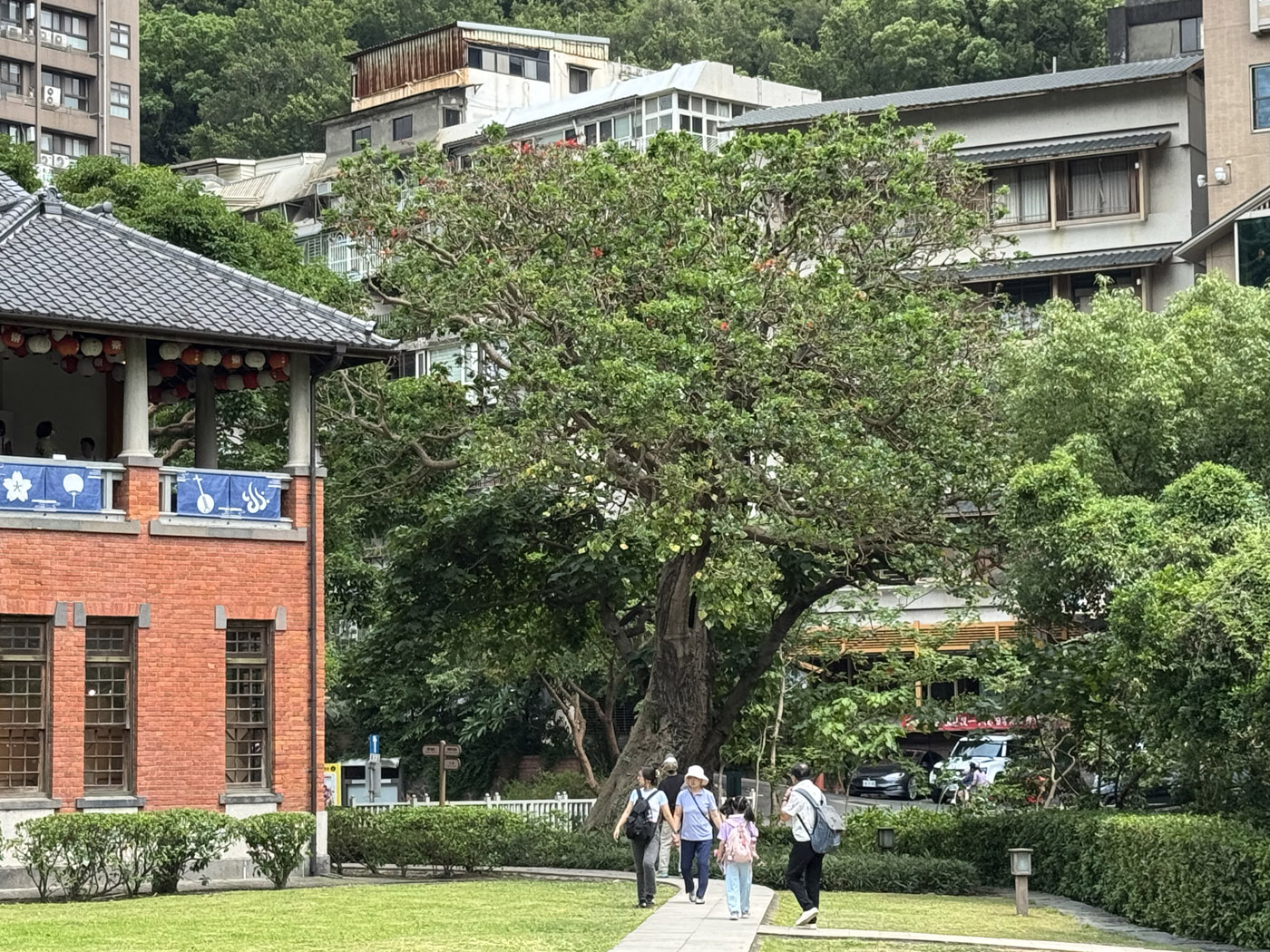 刺桐02